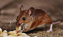 24 Hour & Emergency Exterminators in Wyomissing, PA